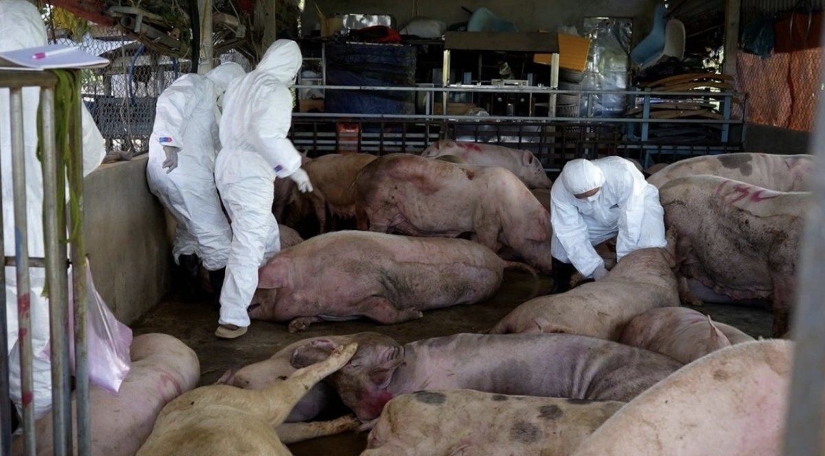 Urgent measures ordered as African Swine Fever spreads nationwide